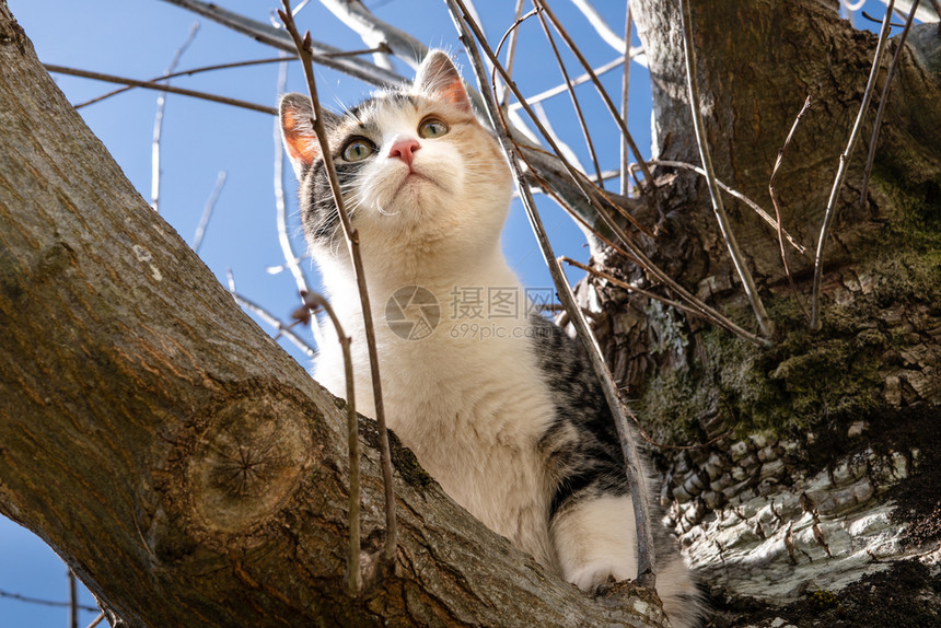 眼睛猫咪耳朵阳光明媚的白天橡树上有灰色白和橙猫图片