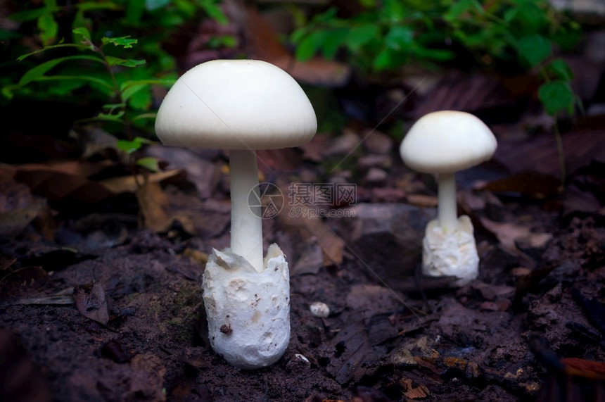 花园蔬菜荒野森林白蘑菇雨场景食用白蘑菇生态旅游活动采蘑菇森林白图片