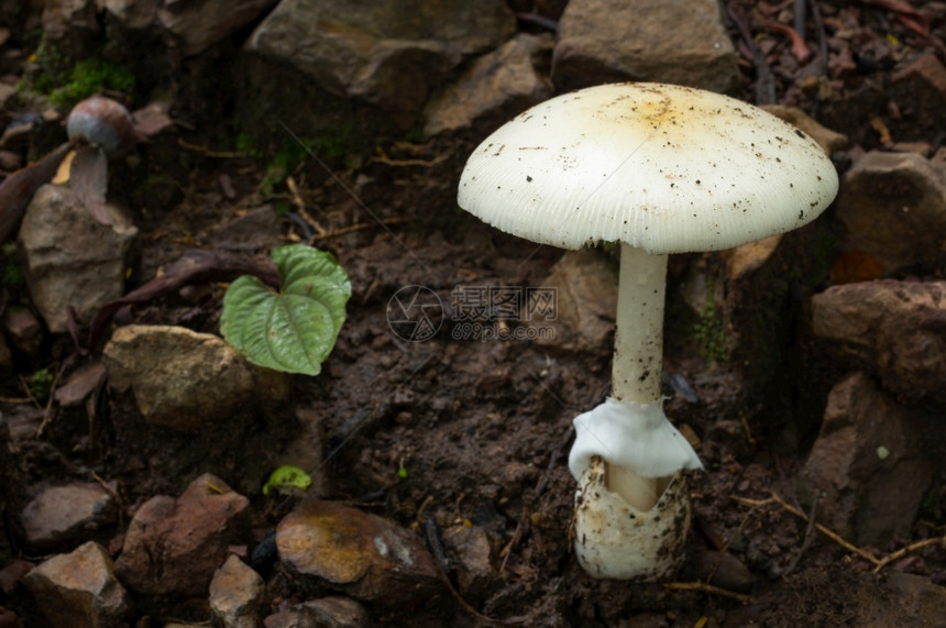 美丽的森林中白色蘑菇房雨林的景色食用白蘑菇房生态旅游活动采摘白色蘑菇房健康环境图片