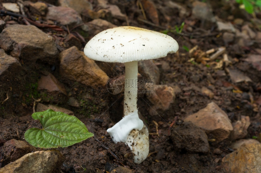 森林中的白色蘑菇房雨林的景色食用白蘑菇房生态旅游活动采摘白色蘑菇房夏天健康食欲图片