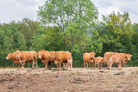 棕色牛群和小在干枯的牧草中户外常设放牧图片