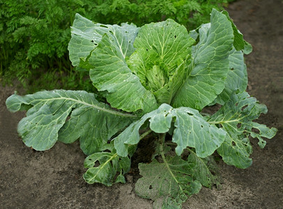 大绿色菜卷心和湿叶子在花园里蔬菜芽湿的图片