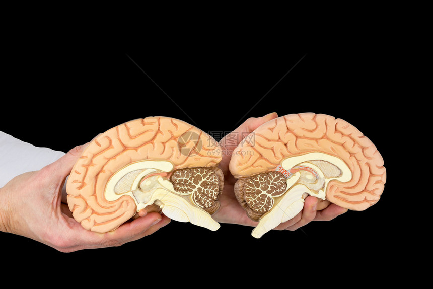手握人类脑半球的模范人手在黑色背景下被孤立保持情绪疾病图片