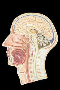 舍内维尔神经以黑色背景隔离的人类头部纵向侧面模式型白色的脑壳插画