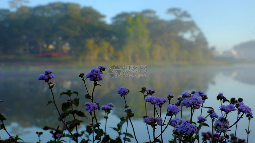 亚洲城市反射清晨越南大拉特市ThanThanTho湖的安静平与和风景森林中的松树对水反光让夏季生态旅游变得浪漫和新鲜图片