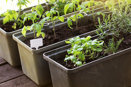 花园公寓樱桃露台上的菜园香草容器中生长的西红柿幼苗露台上的菜园图片