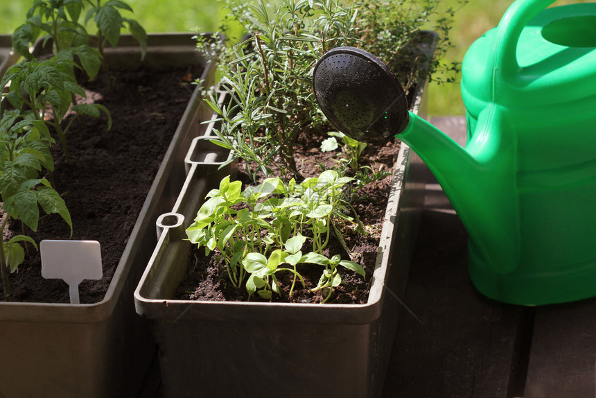 自然露台上的菜园香草容器中生长的西红柿幼苗露台上的菜园香草容器中生长的西红柿幼苗蔬菜植物群图片