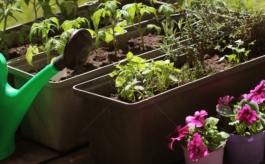 公寓露台上的菜园香草容器中生长的西红柿幼苗露台上的菜园香草容器中生长的西红柿幼苗土壤绿色图片