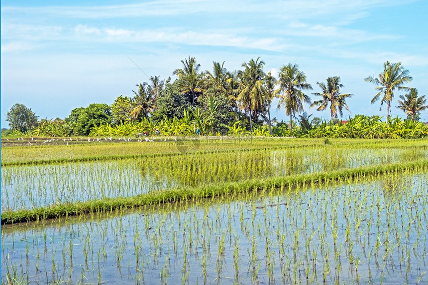 颜色非城市园景印度尼西亚巴厘岛TanahLott附近的稻田图片