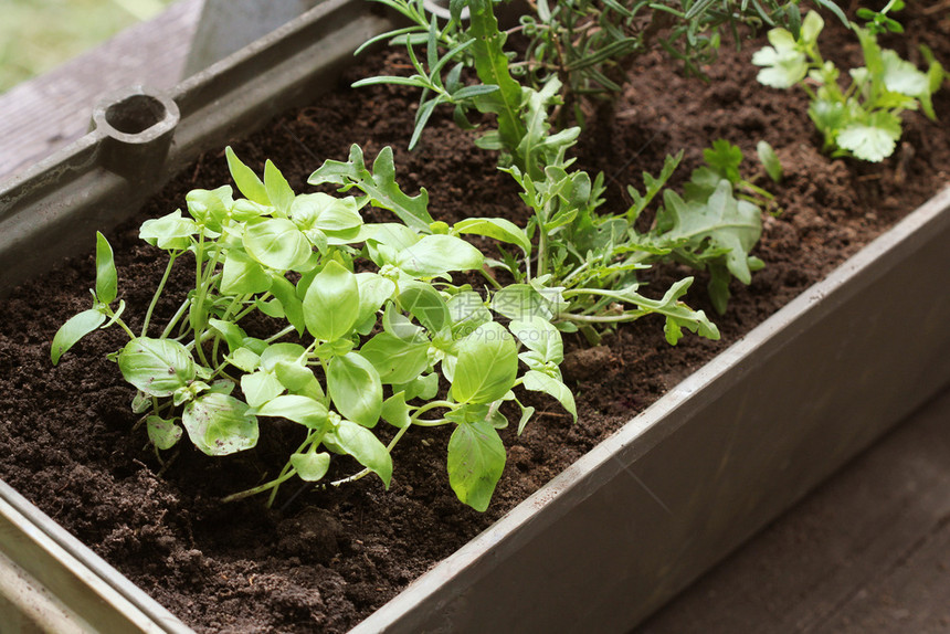 园艺西红柿露台上的菜园容器中生长的香草幼苗露台上的菜园容器中生长的香草幼苗蔬菜图片