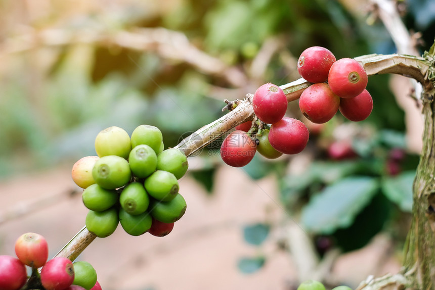 帕努瓦红咖啡或熟和绿豆阿拉伯草莓种植农业树造林概念包括樱桃树枝生长水果图片