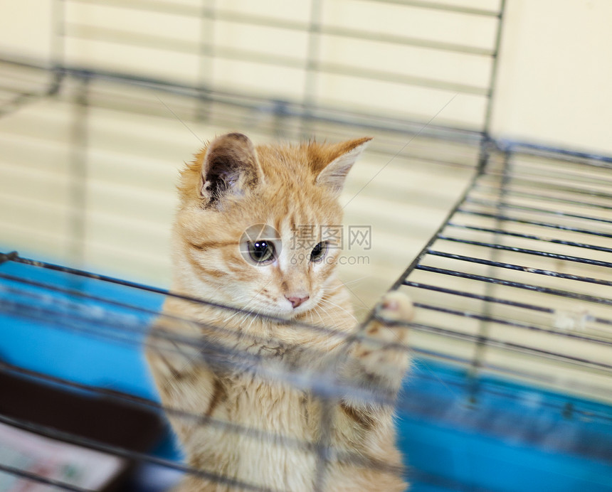 庇护所自然白色的笼中无家可归姜小猫收容所中的流浪红小猫笼中无家可归的姜小猫无家可归的动物图片