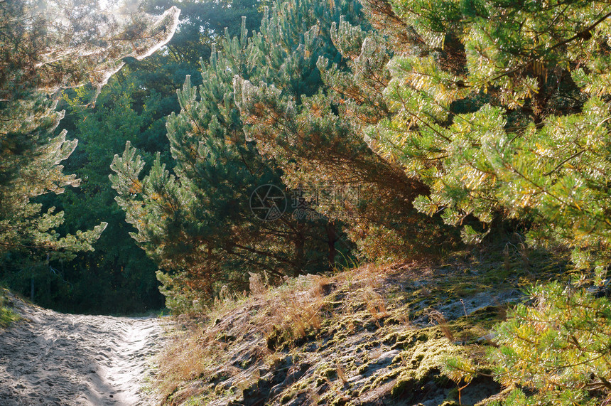 加里宁格勒日出时的松树林在蜘蛛网木中覆盖日出时的松树林笼罩早晨图片