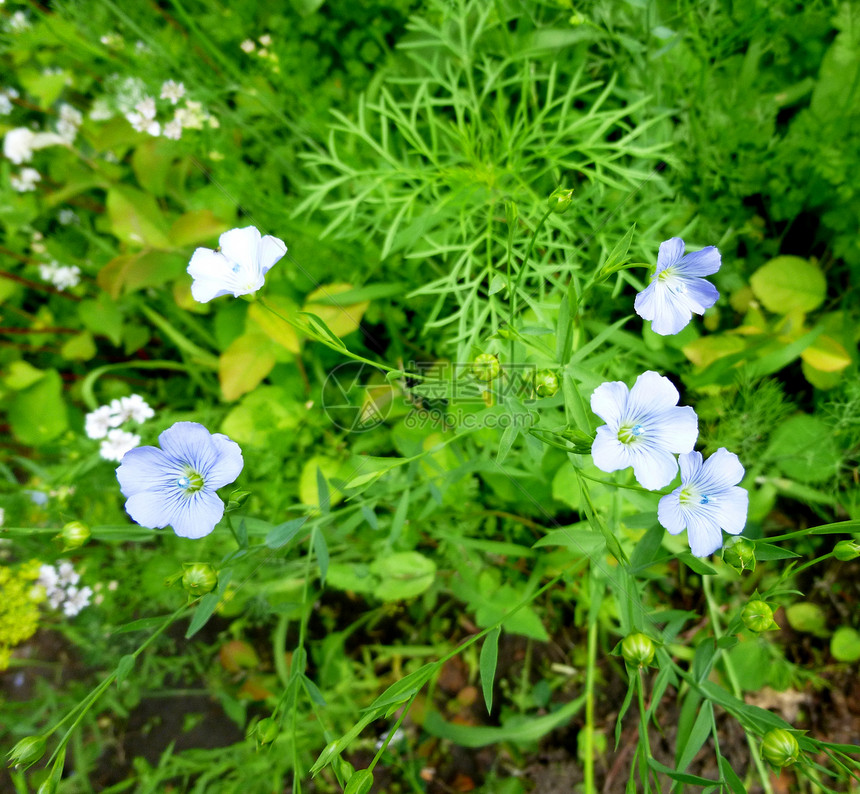 美丽的夏季鲜花和蕾夏季蓝松草美药日春用亚麻布图片
