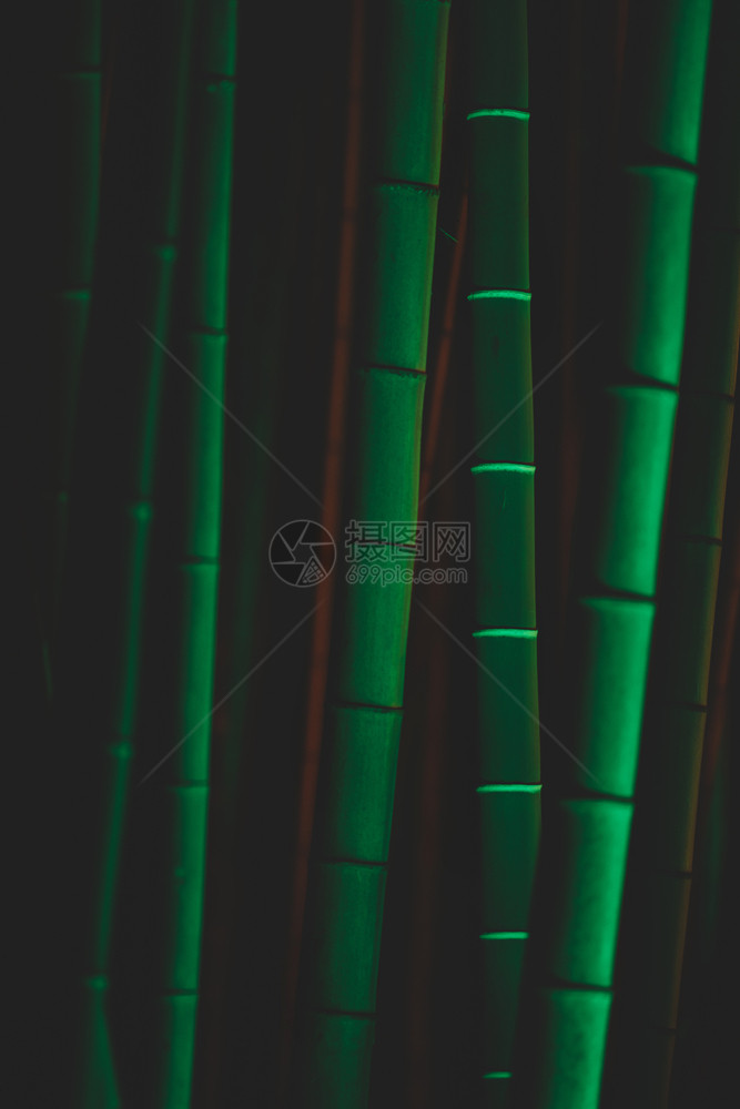 美丽的晚上生长夜竹树与绿色照明图片