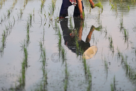 稻草农民种植水工人男图片