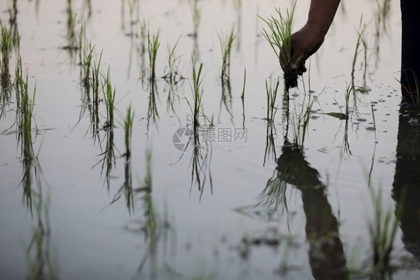 农民种植水稻自然场地有机的图片