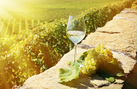 瑞士拉沃葡萄和酒托斯卡纳生产叶子图片