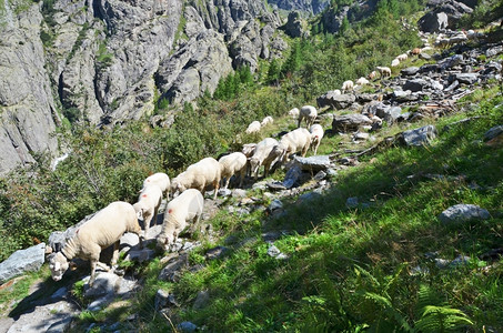 生动在瑞士特里夫冰川附近的山里一群绵羊草地岩石图片
