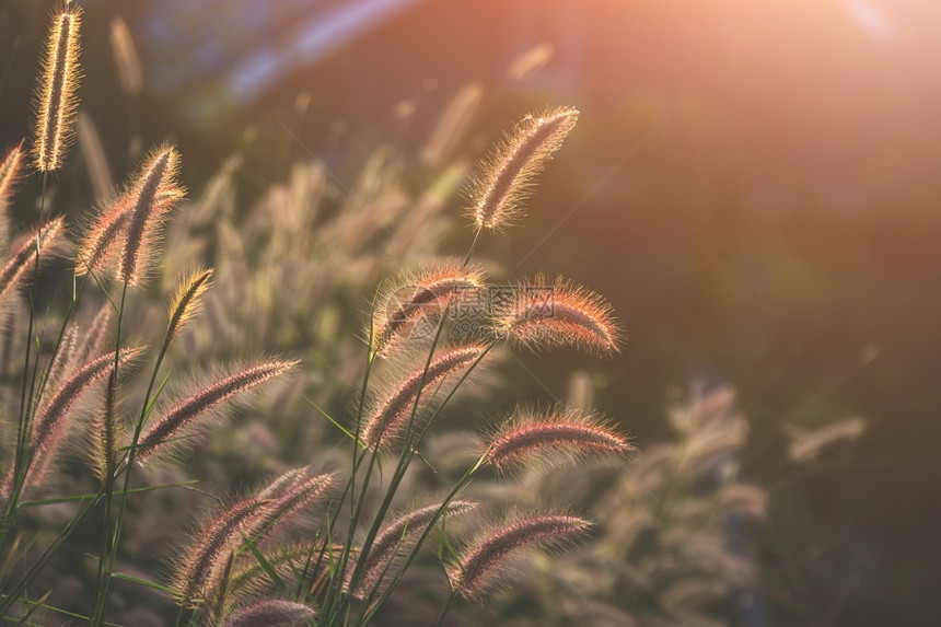 日落时在费瑟彭尼塞图或任务花朵的选择聚焦点正在随着耀斑光照亮而开花植物学美丽衬套图片