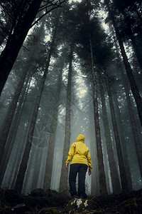 女旅行者在一片森林中间的雾天自由徒步旅行者美丽的图片