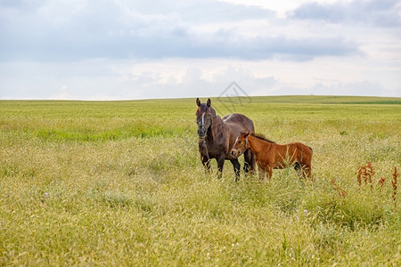 爱婴儿人们马母和她的美丽公牛在田地上背景图片