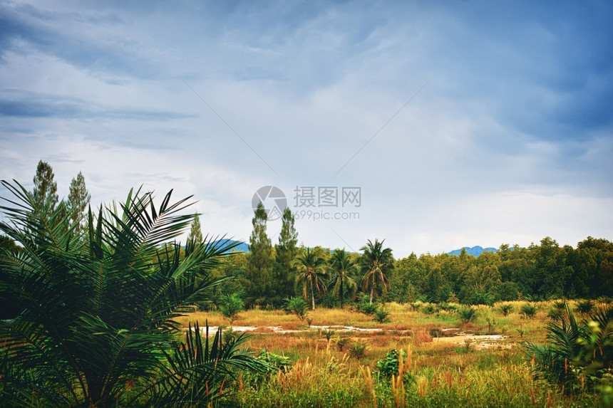 亚洲云清楚的泰国夏日绿色地貌的风景图片