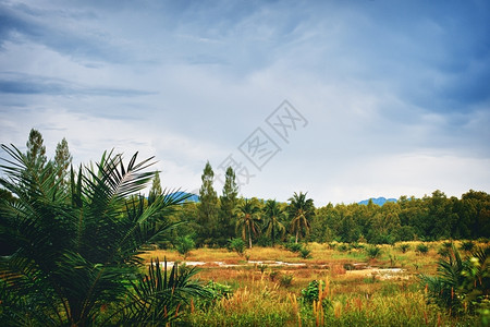 博斯凯奇亚洲云清楚的泰国夏日绿色地貌的风景背景