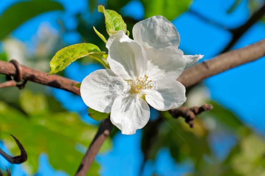 雌蕊蓝色的春苹果树花缝合图片