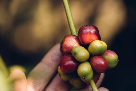 树上未成熟的咖啡豆图片