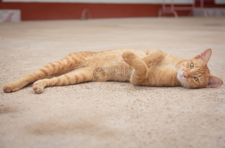 躺在地上的猫咪图片