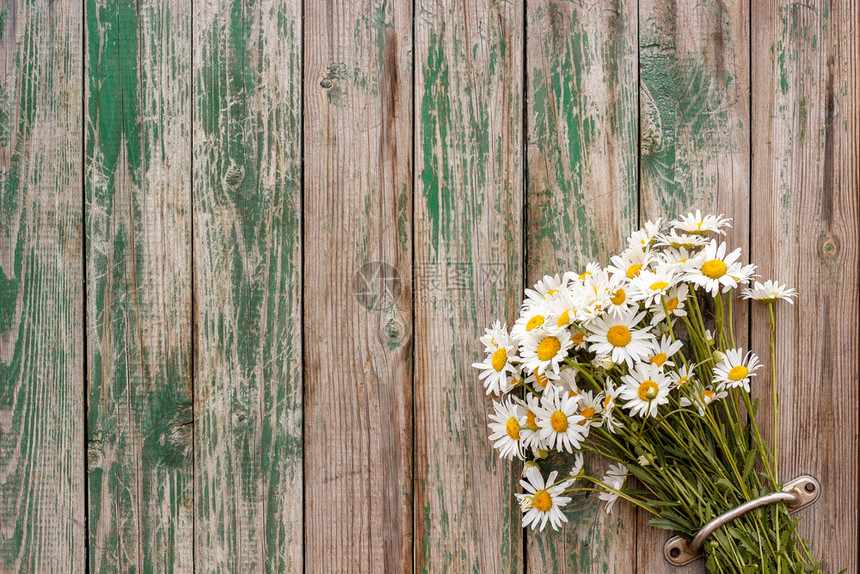 绿色夏天植物群门上的黑花甘油菊用旧木板围起来把旧木板挂在墙上并剥下彩色的陈年背景涂料在门上复制Bouquetcarmommile图片