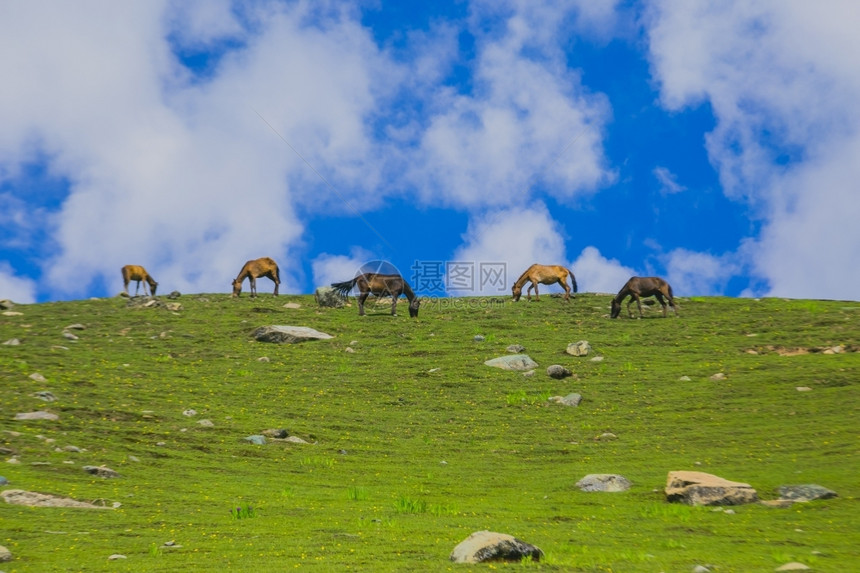 场地在山中放牧的马动物春天图片