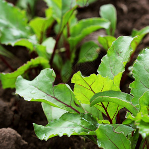 有机的红菜头小路青绿蜜蜂根计划在蔬菜花园的一条路上青绿色甜菜根计划图片