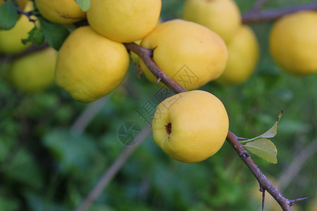 叶子收成绿色熟的黄木瓜果实生长在树上成熟的黄色木瓜果实生长在树上图片