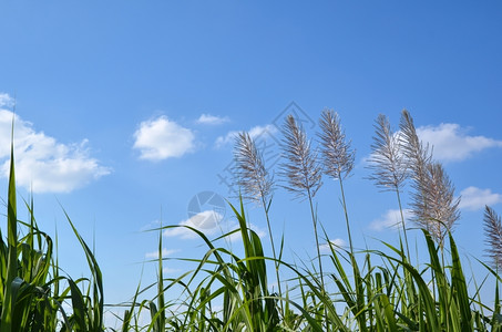 种植园糖在日本冲绳岛的甘蔗花朵植物背景