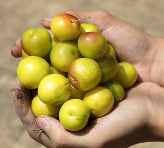 甜的橄榄收获手握着黄熟的李子在阳光下紧地关上手握着一小撮黄熟的李子图片
