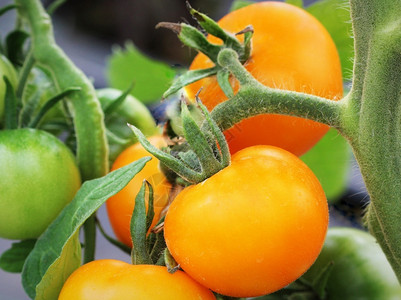 吃生长在花园里种植的新鲜橙红番茄菜园里种植的新鲜橙红番茄收成图片