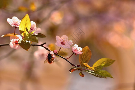 雌蕊季节模糊盛开的树枝樱桃花和有天然彩色背景的日光鲜花图片