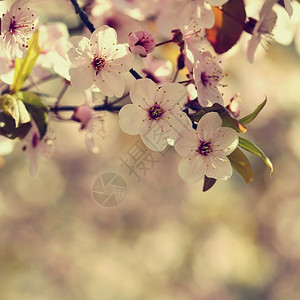 精美盛开的树枝樱桃花和有天然彩色背景的日光鲜花春天植物群图片