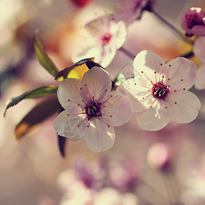 盛开的树枝樱桃花和有天然彩色背景的日光鲜花园新精美图片