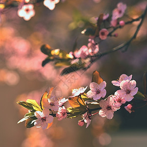 果园盛开的树枝樱桃花和有天然彩色背景的日光鲜花生长开图片