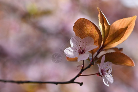 植物太阳盛开的树枝樱桃花和有天然彩色背景的日光鲜花有色图片