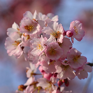 晴天春时的樱花丰富多彩的自然本背景散树图片