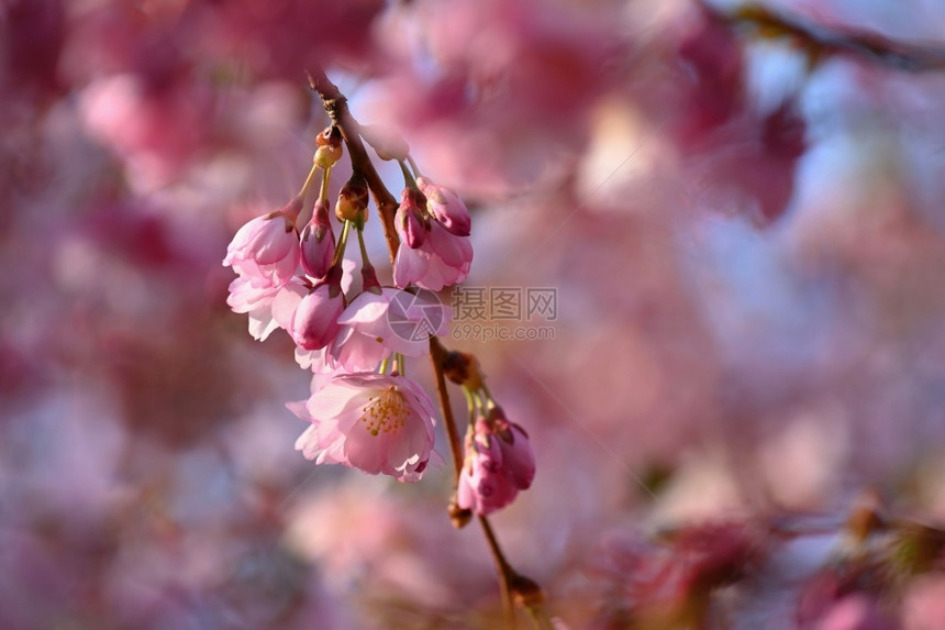 植物春时的樱花丰富多彩的自然本背景春天盛开图片