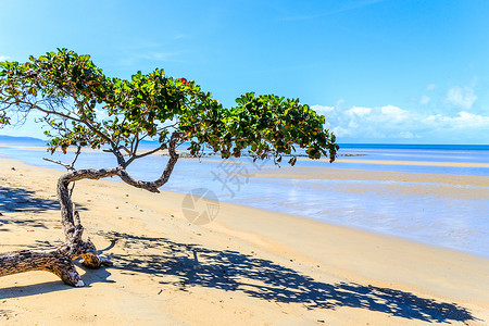 关丹海滩棕榈苦难高清图片