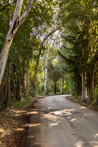 绿色在树之间右转的公路土耳其弯曲道路森林转弯图片