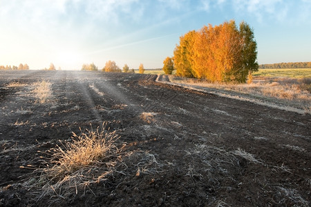 乡村的秋天农地貌晨雾时田耕种土地橙图片