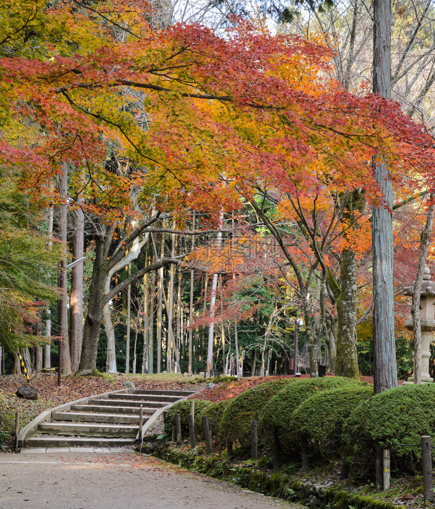 美丽的吸引力树在日本京都大地寺庙秋天的日本花园图片