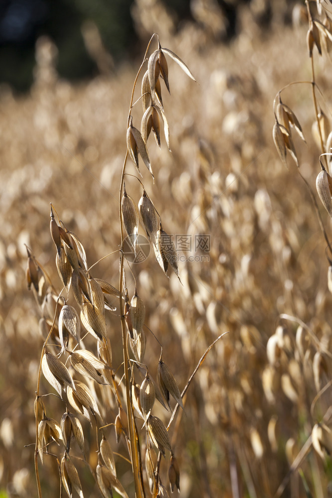 收成年轻的农用田地近距离关闭时的开膛燕麦用于生产饲料和面粉燕麦头发图片